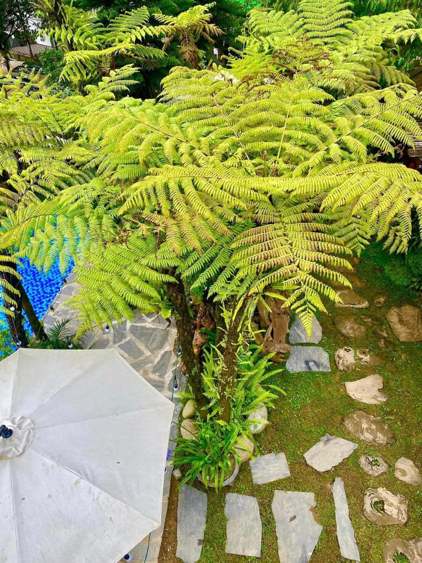 Love House Homestay Sapa Kültér fotó